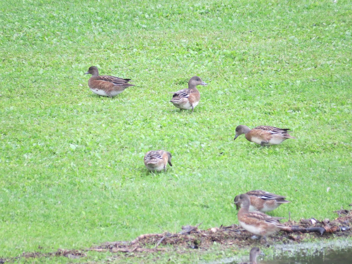 American Wigeon - ML608317240