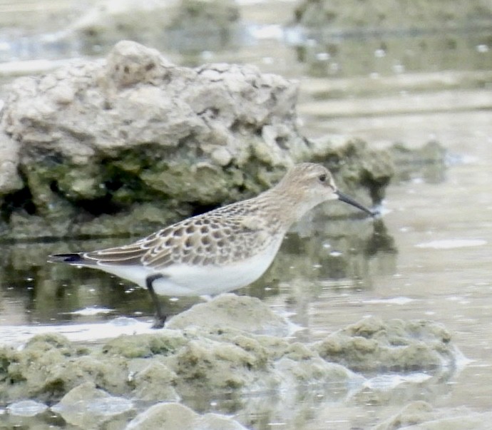 Baird's Sandpiper - ML608317274