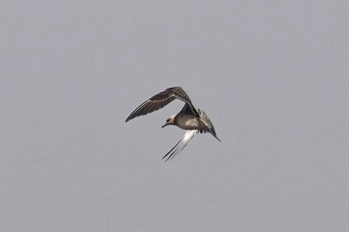 Long-tailed Jaeger - Nick Thorpe