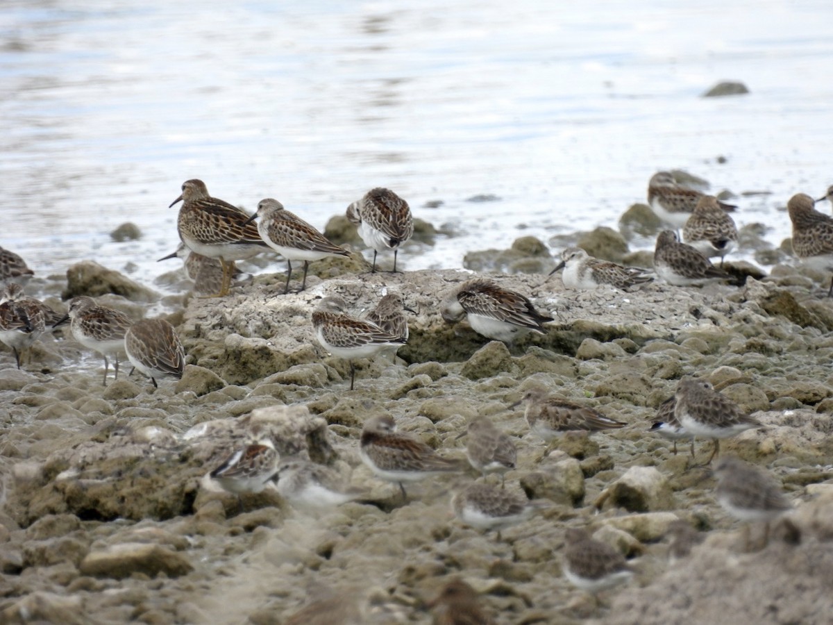 Least Sandpiper - ML608317284