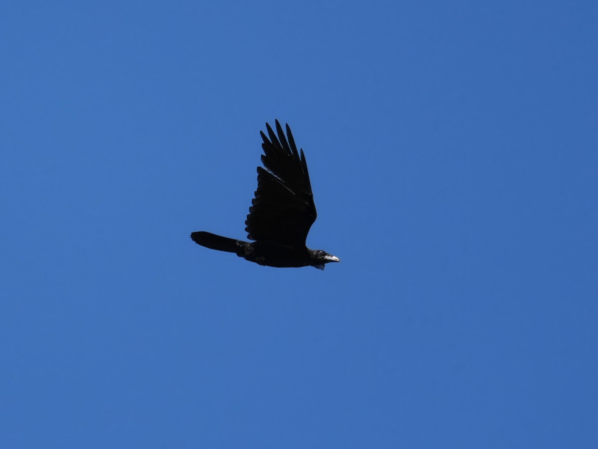 Common Raven - ML608317400