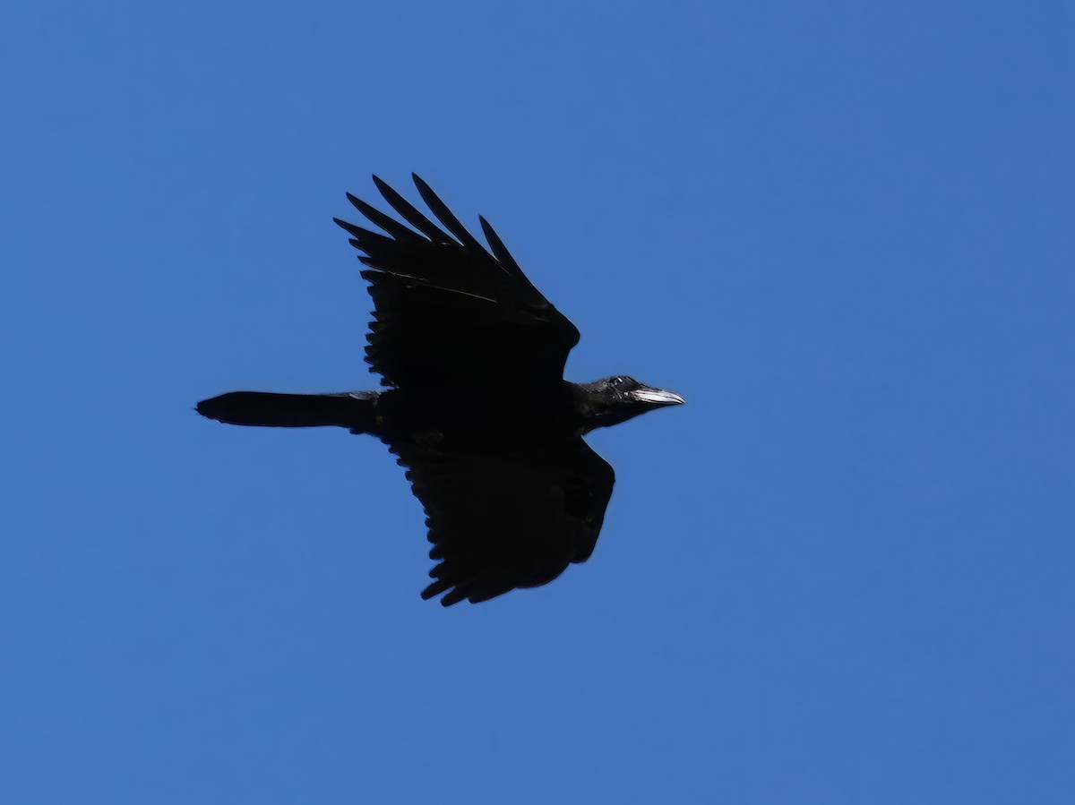 Common Raven - ML608317401