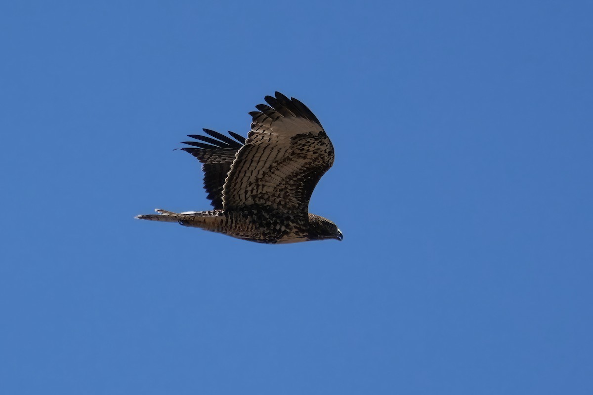 Common Raven - ML608317402