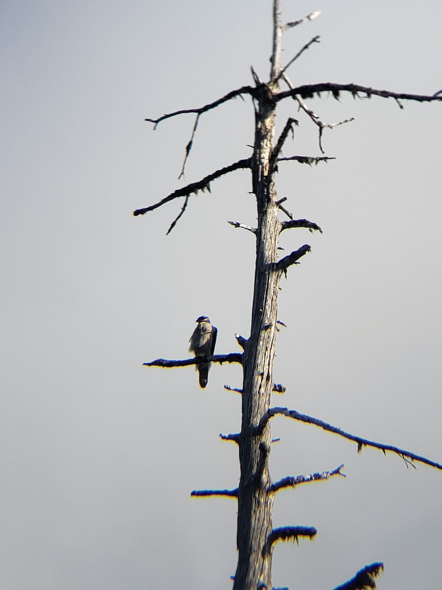 American Goshawk - ML608317414