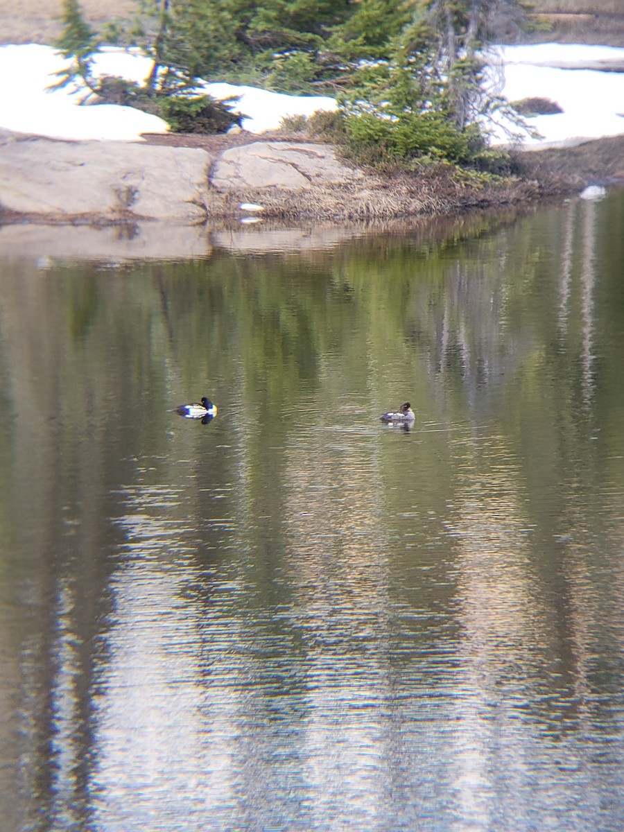 Barrow's Goldeneye - ML608317439