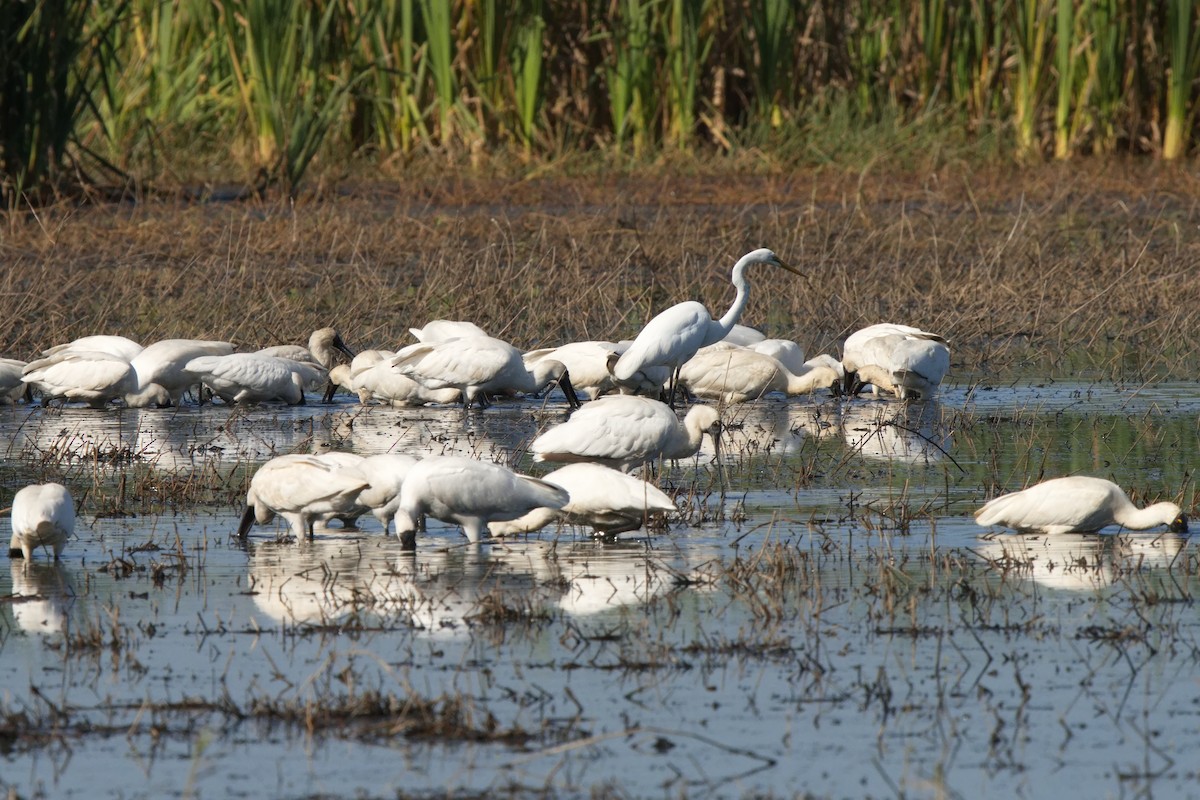 Royal Spoonbill - ML608317486