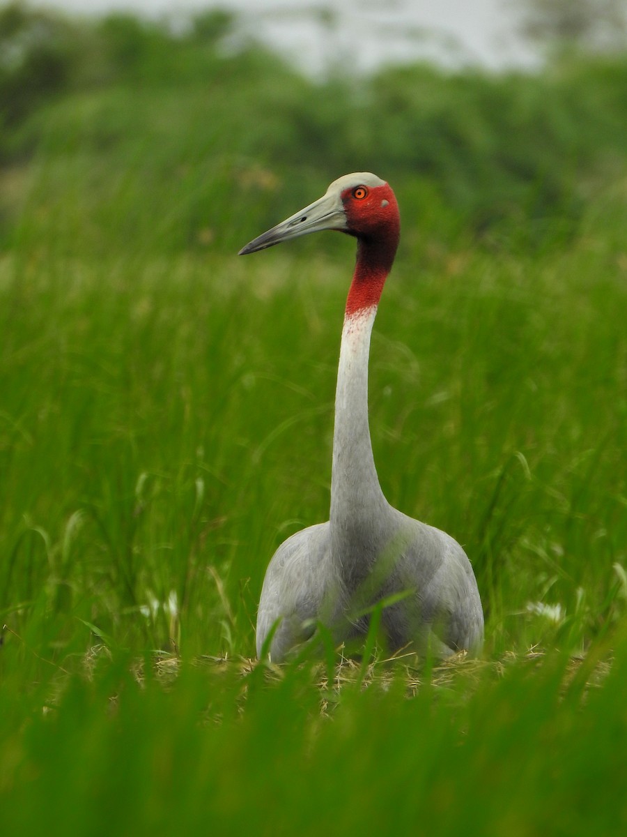 Sarus Crane - Hareendra Baraiya