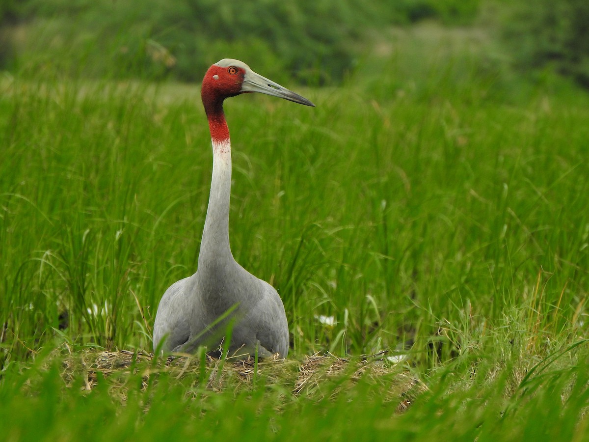 Sarus Crane - ML608317529