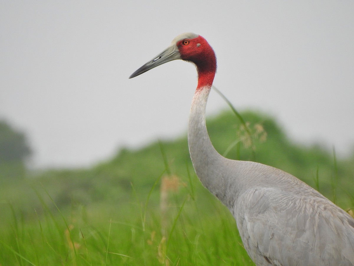 Sarus Crane - Hareendra Baraiya