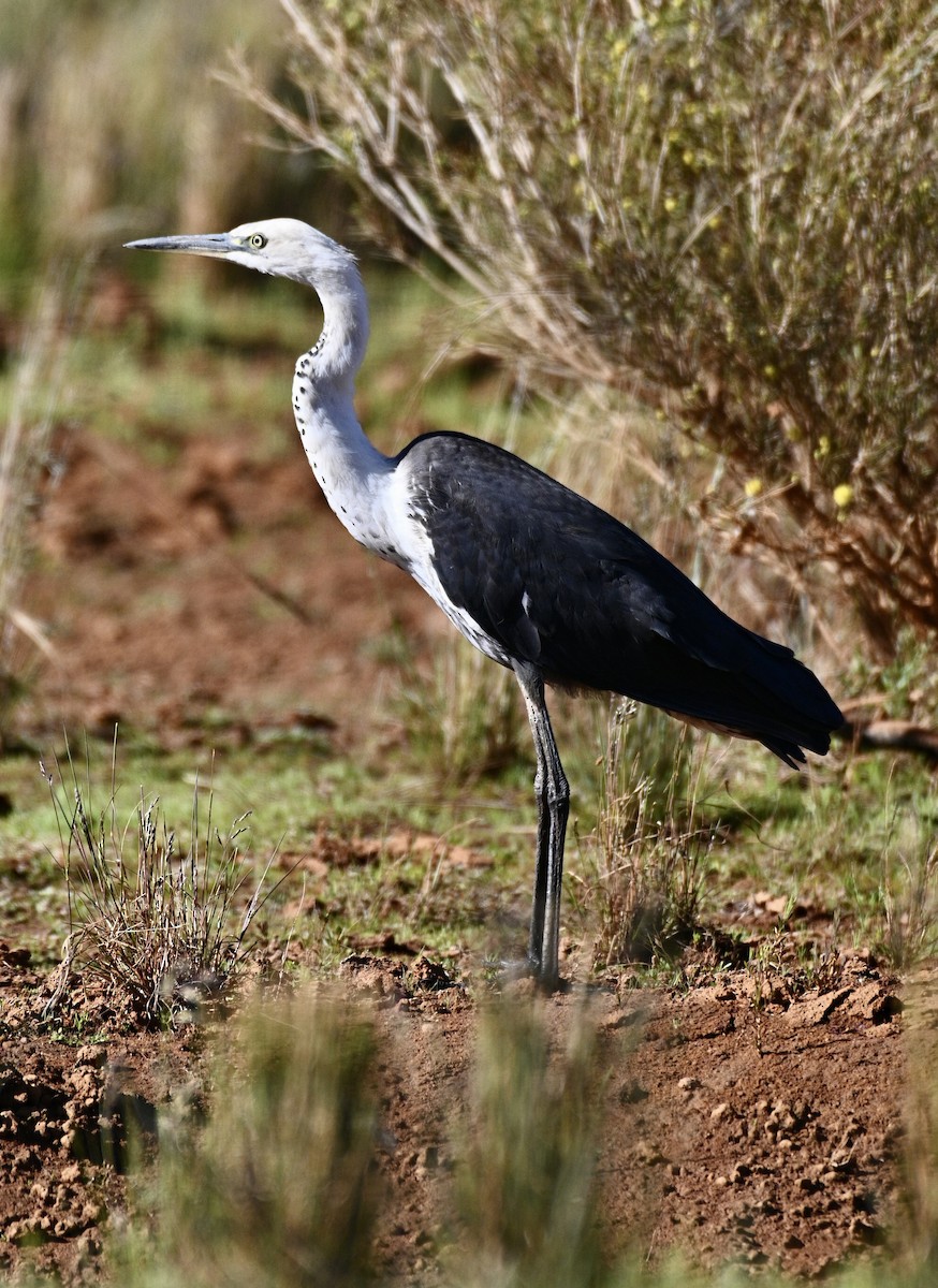 Garza Cuelliblanca - ML608317620