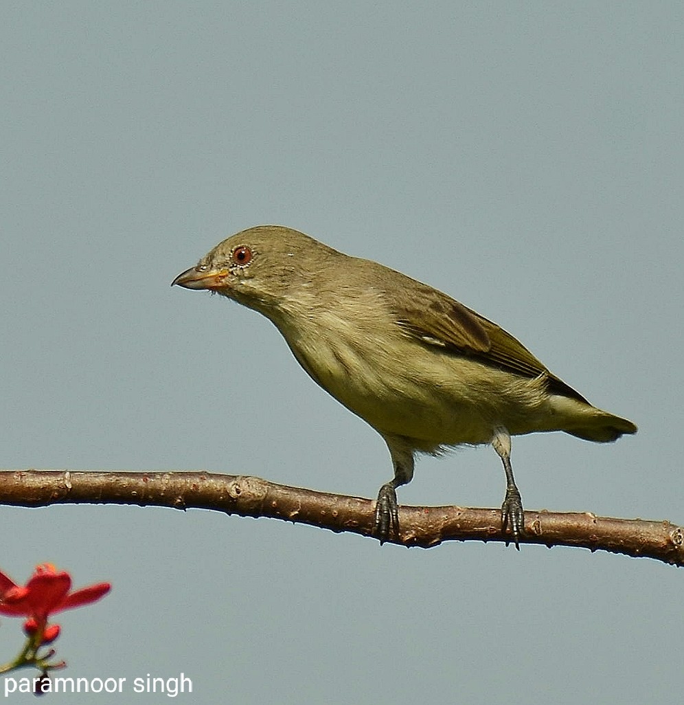 Thick-billed Flowerpecker - paramnoor singh  antaal