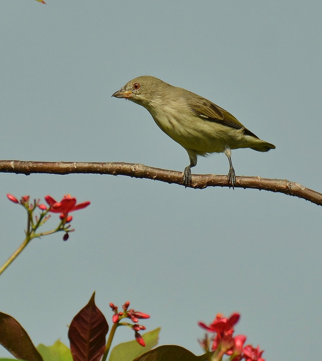 Thick-billed Flowerpecker - ML608317633