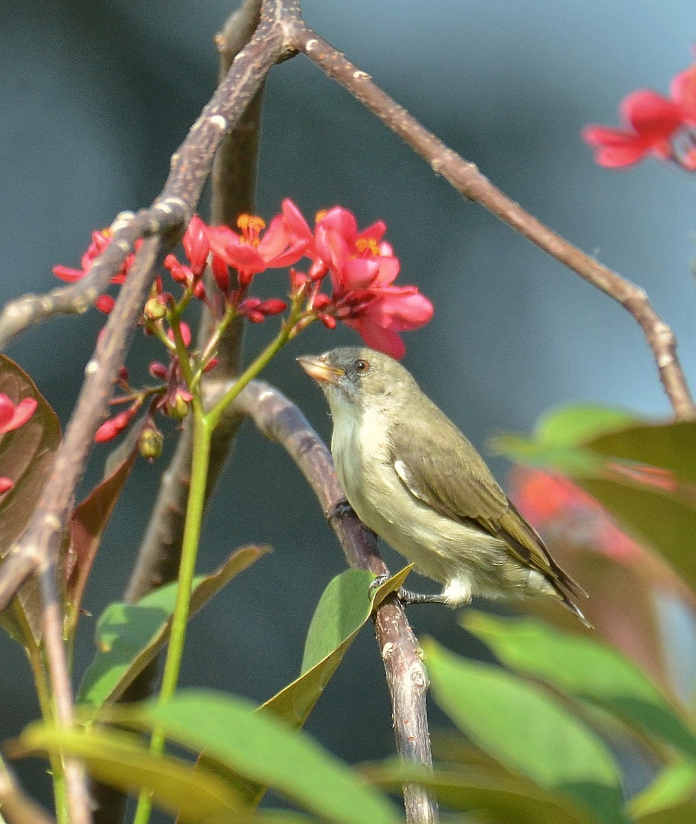 Thick-billed Flowerpecker - ML608317634