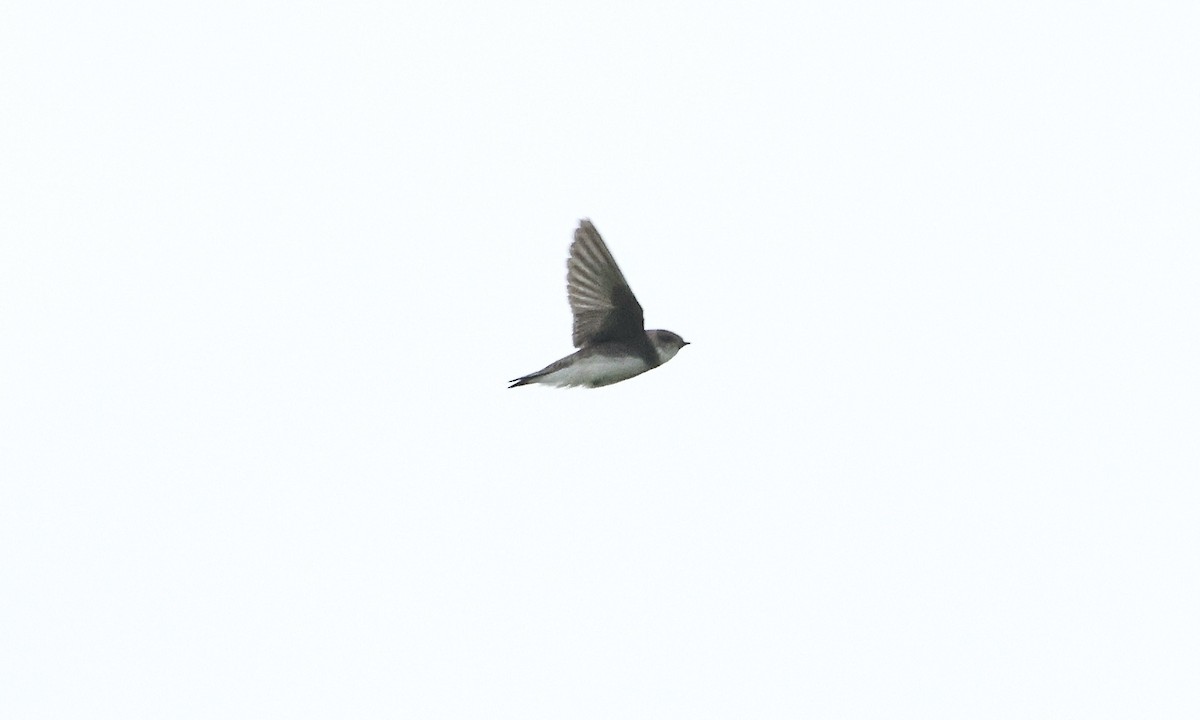 Bank Swallow - ML608317700