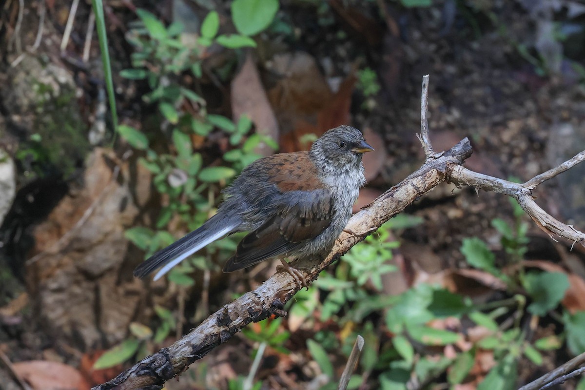 Yellow-eyed Junco - ML608317851