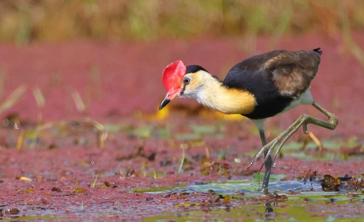 Comb-crested Jacana - ML608317882