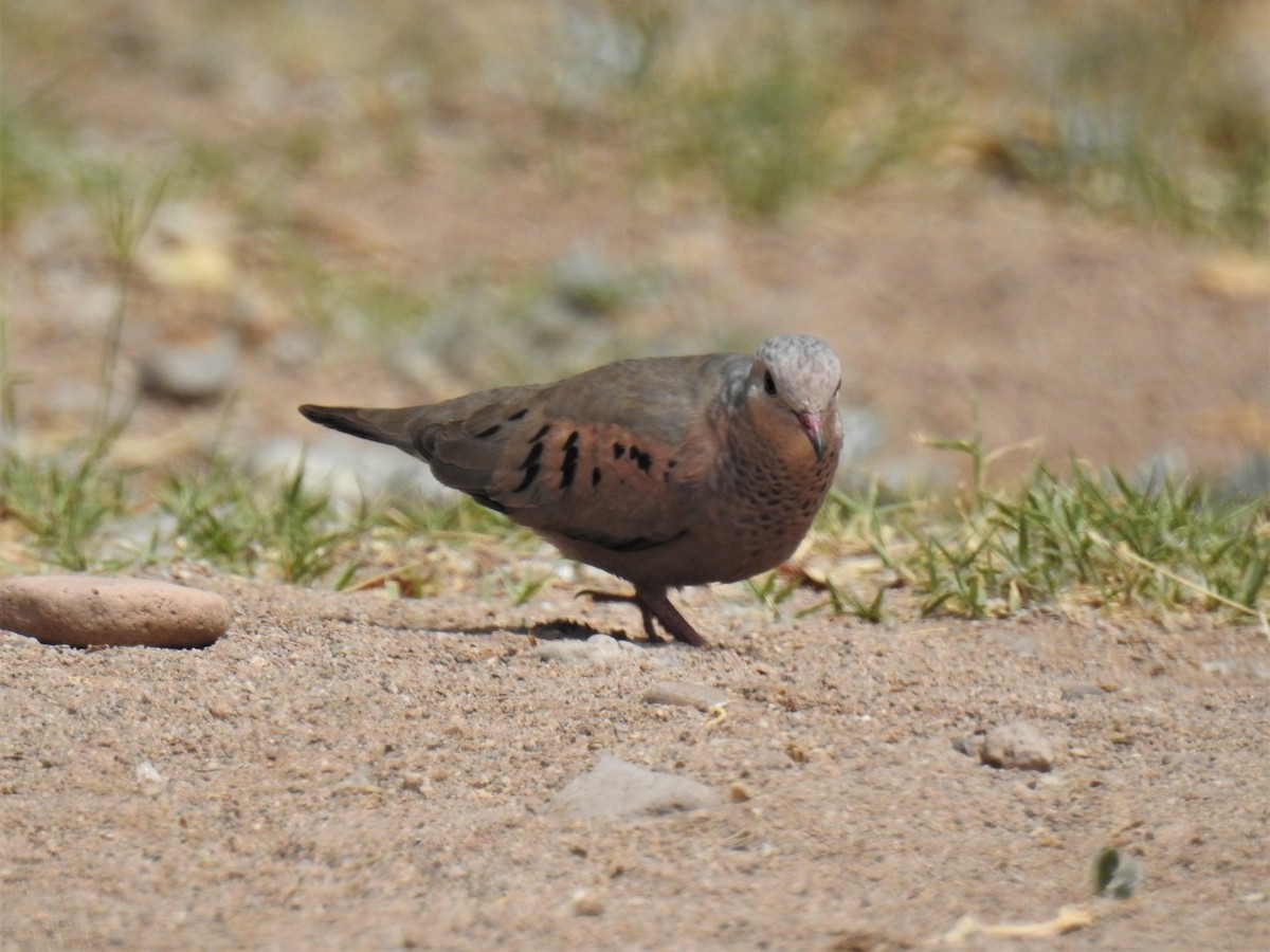 Common Ground Dove - ML608317893