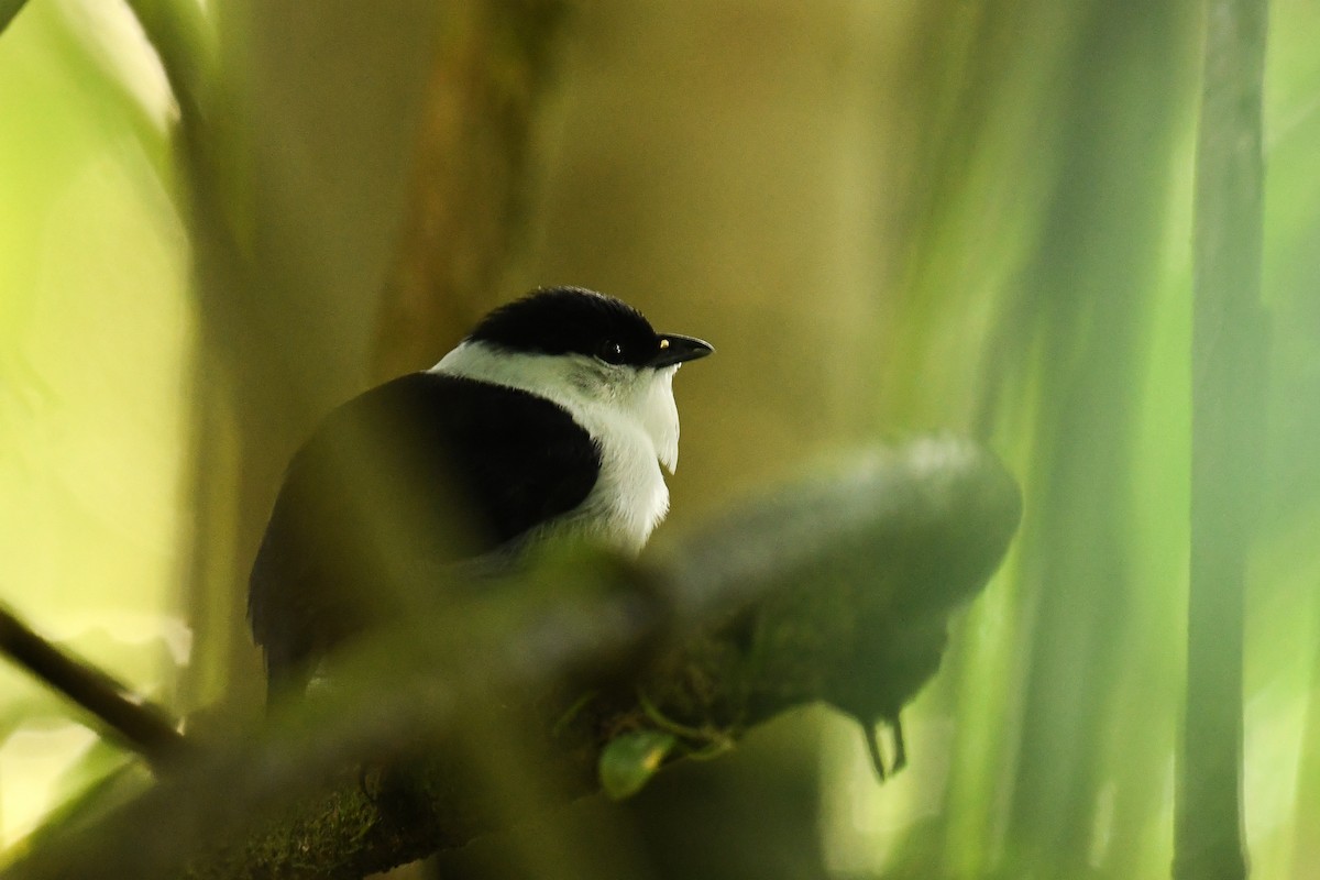 White-bearded Manakin - ML608317907