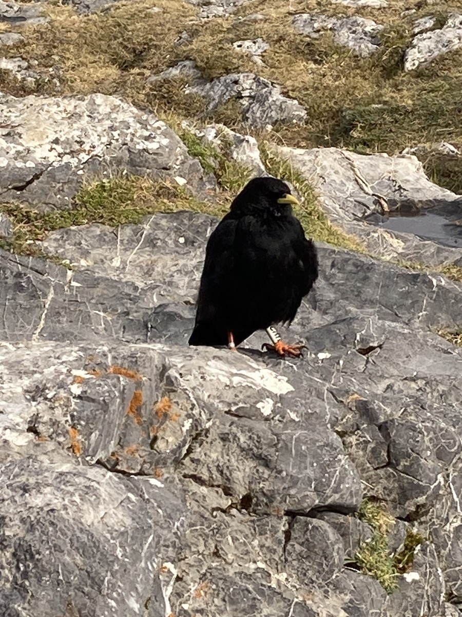 Yellow-billed Chough - ML608317945