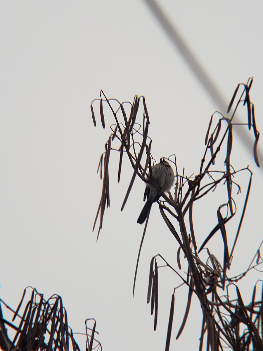 California Scrub-Jay - ML608318055