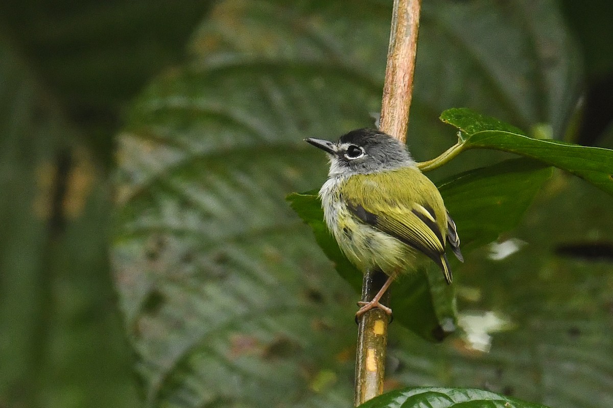 Black-capped Pygmy-Tyrant - ML608318058