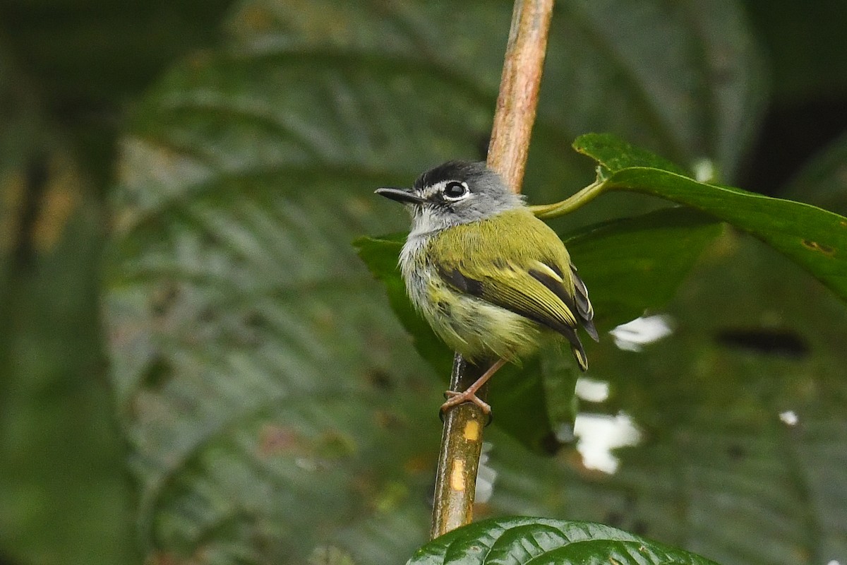 Black-capped Pygmy-Tyrant - ML608318059