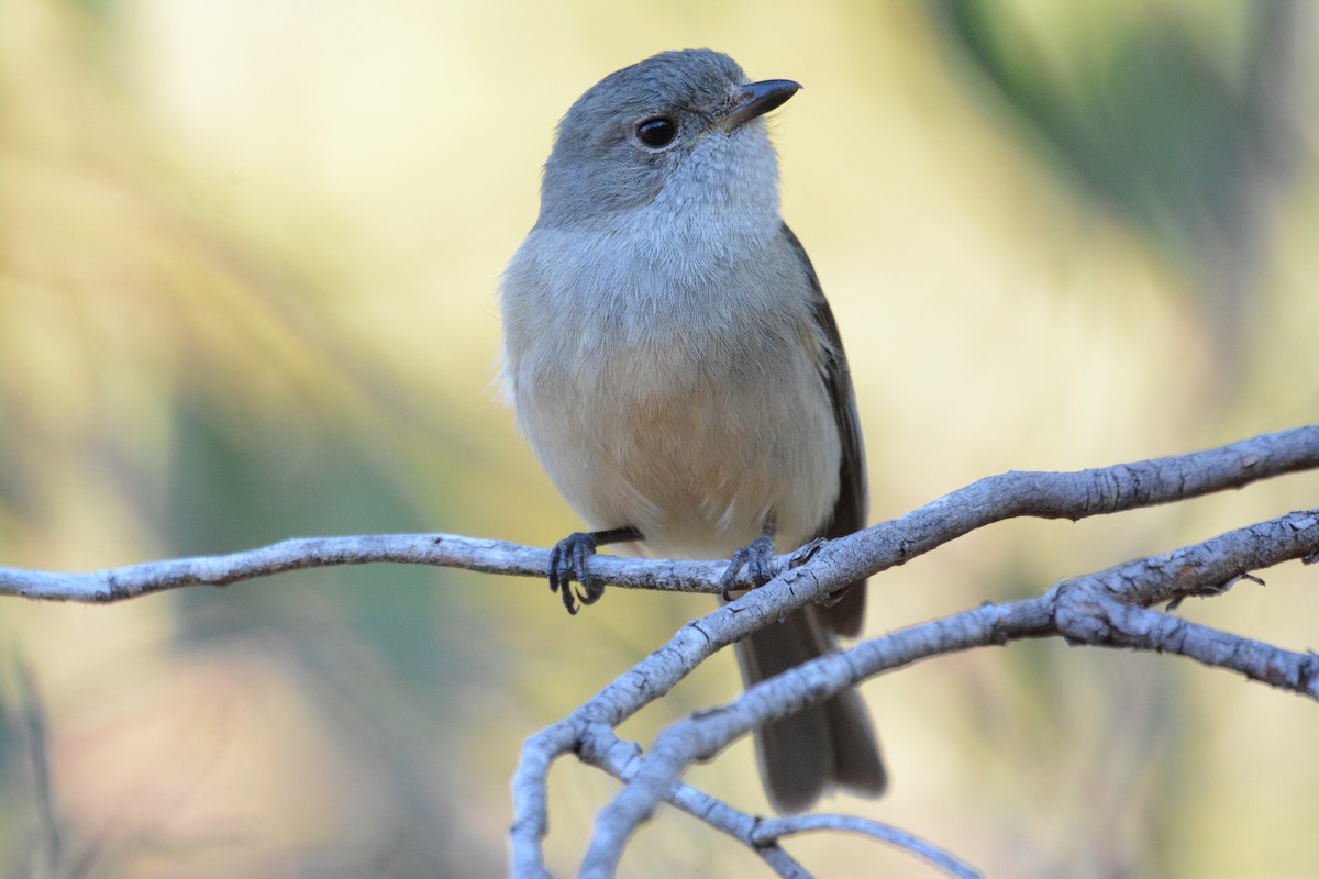 Golden Whistler (Western) - ML608318189