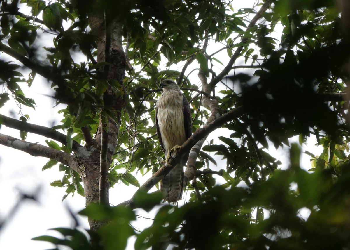 Doria's Goshawk - ML608318218