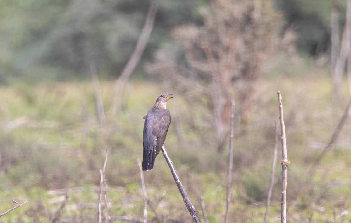 Common Cuckoo - Jitendra Jha