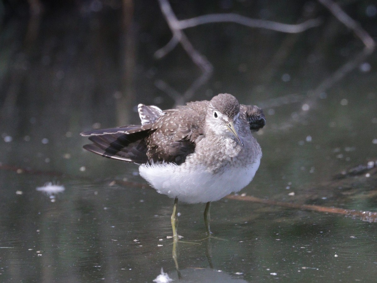 Solitary Sandpiper - ML608318231