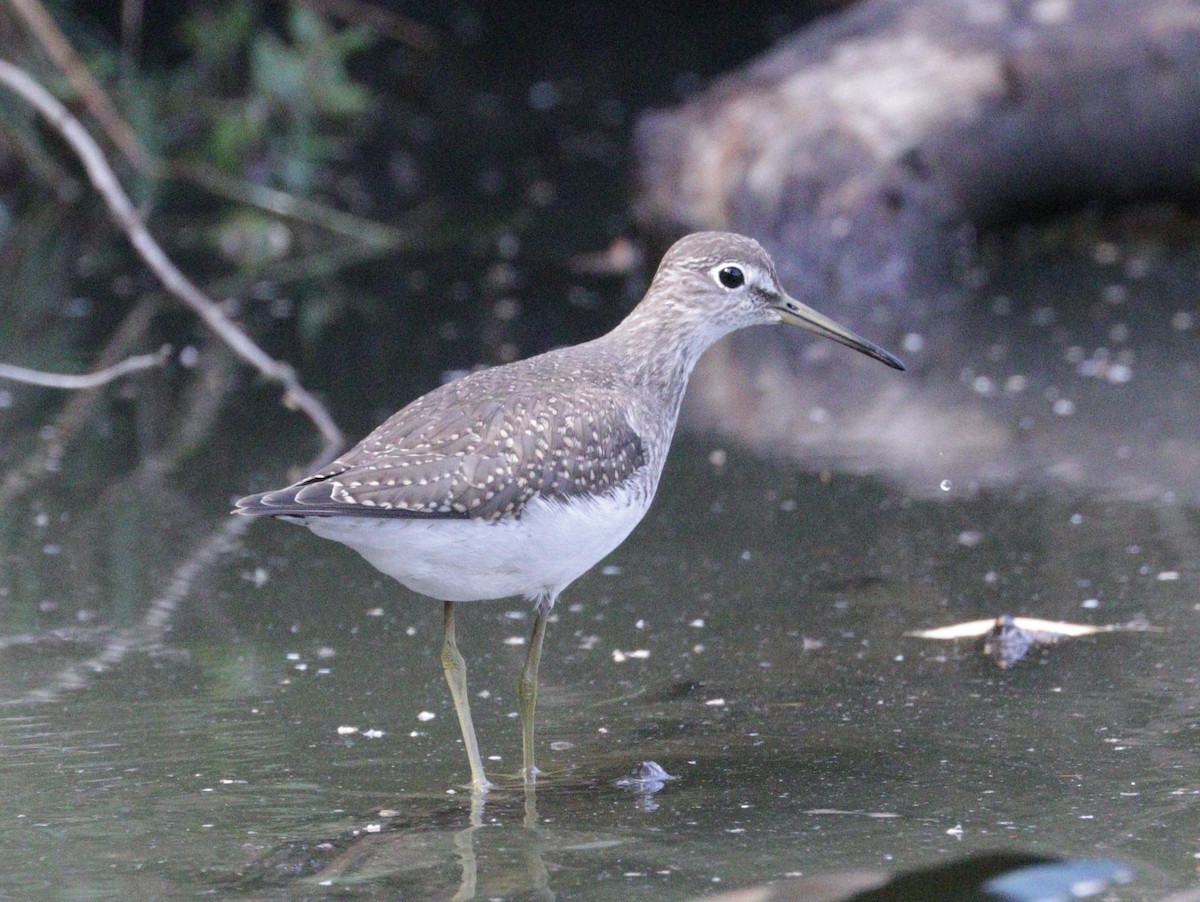 Solitary Sandpiper - ML608318238