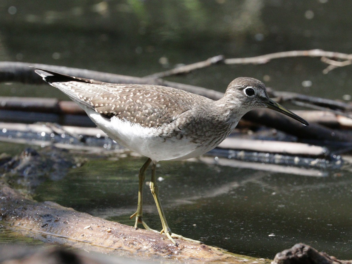 Solitary Sandpiper - ML608318244
