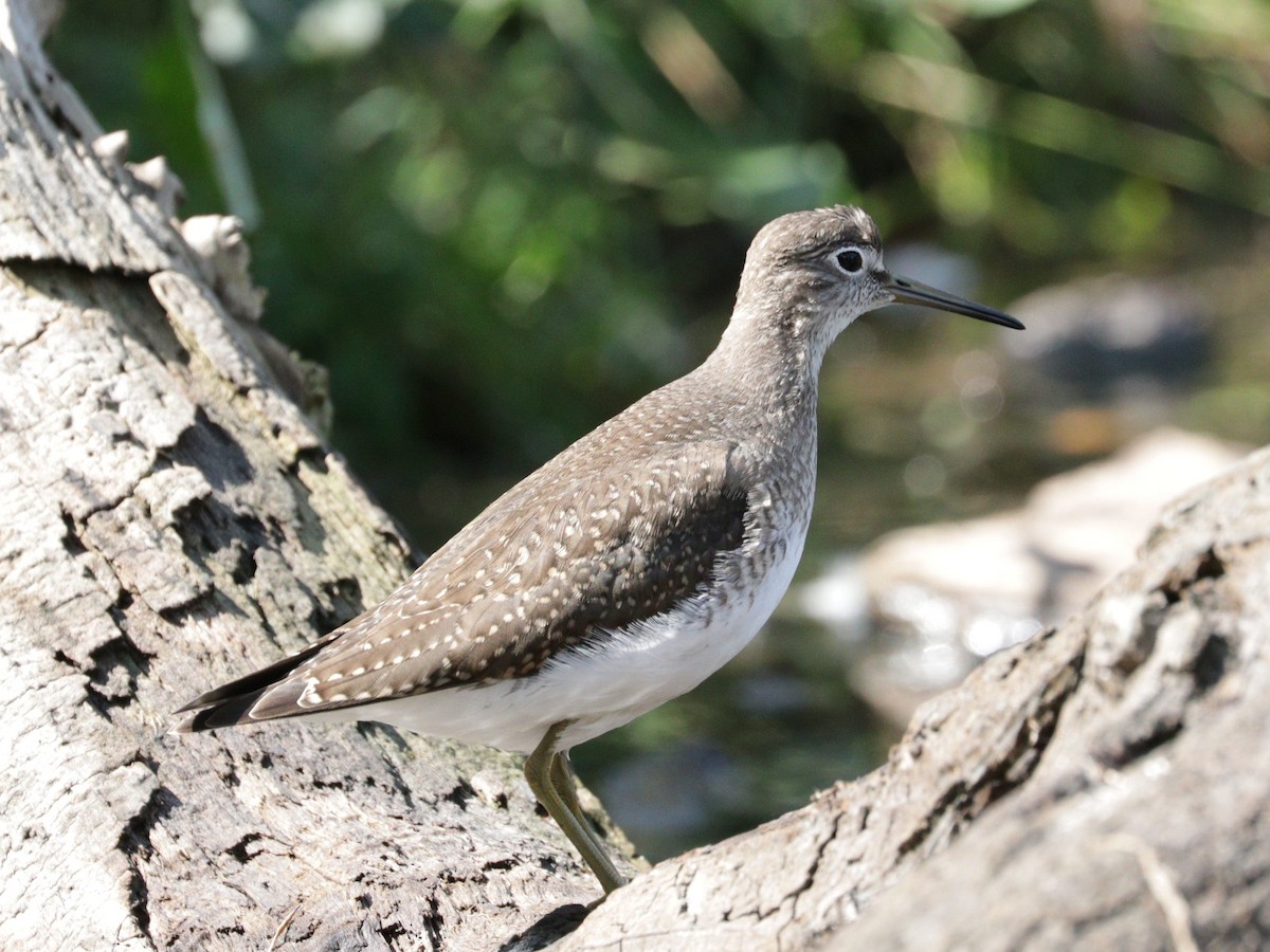 Solitary Sandpiper - ML608318245
