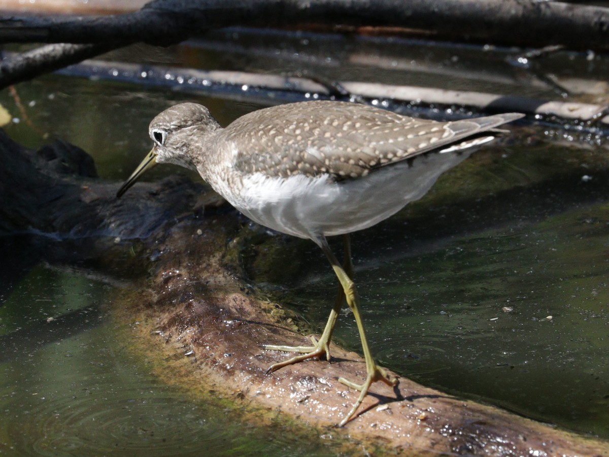 Solitary Sandpiper - ML608318246