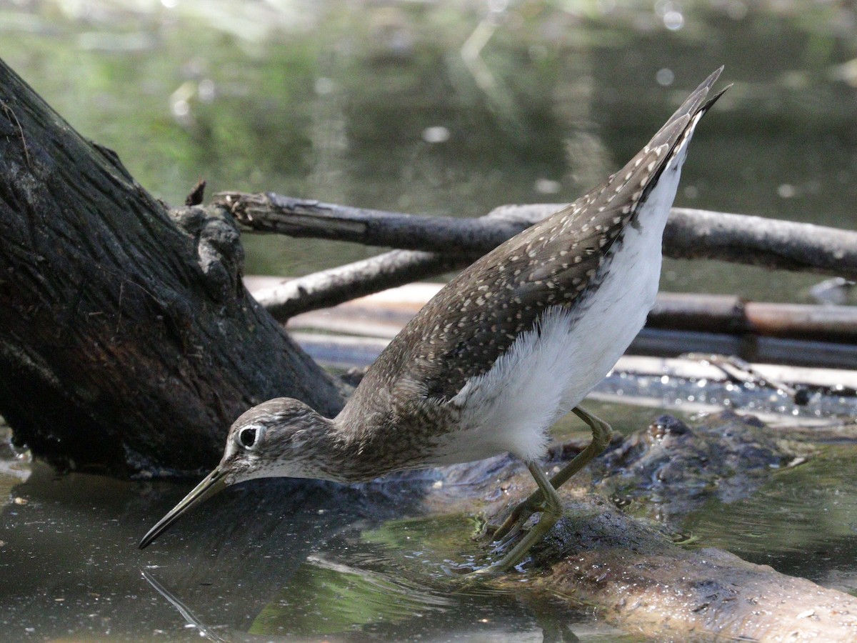 Solitary Sandpiper - ML608318249