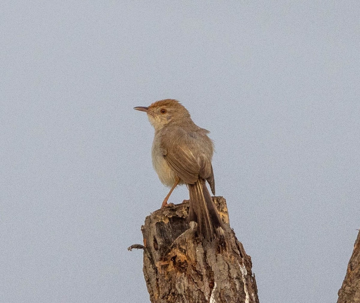 Rufous-fronted Prinia - Jitendra Jha