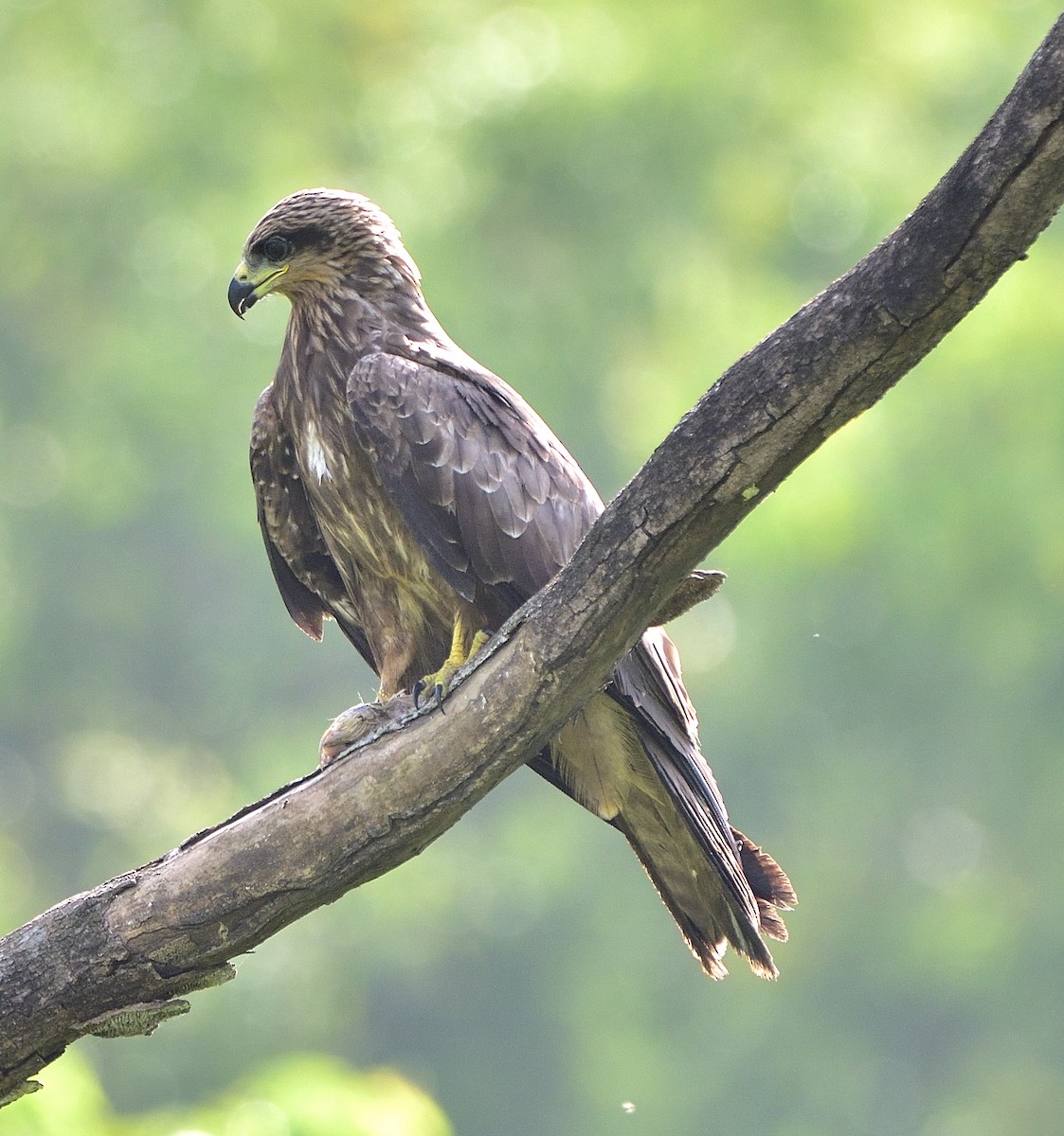 Black Kite - ML608318291