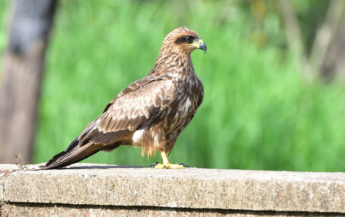 Black Kite - ML608318292