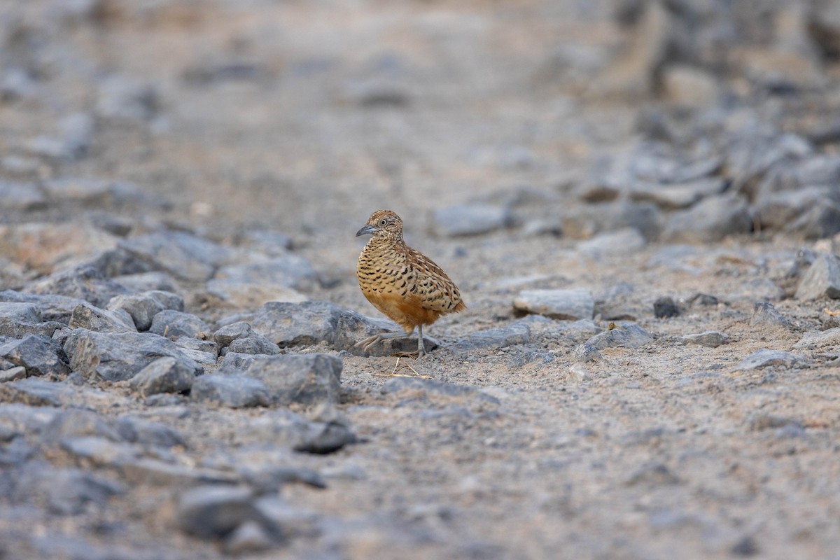 Barred Buttonquail - ML608318294