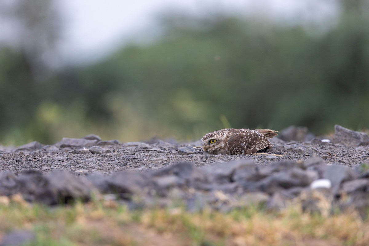Spotted Owlet - Jitendra Jha