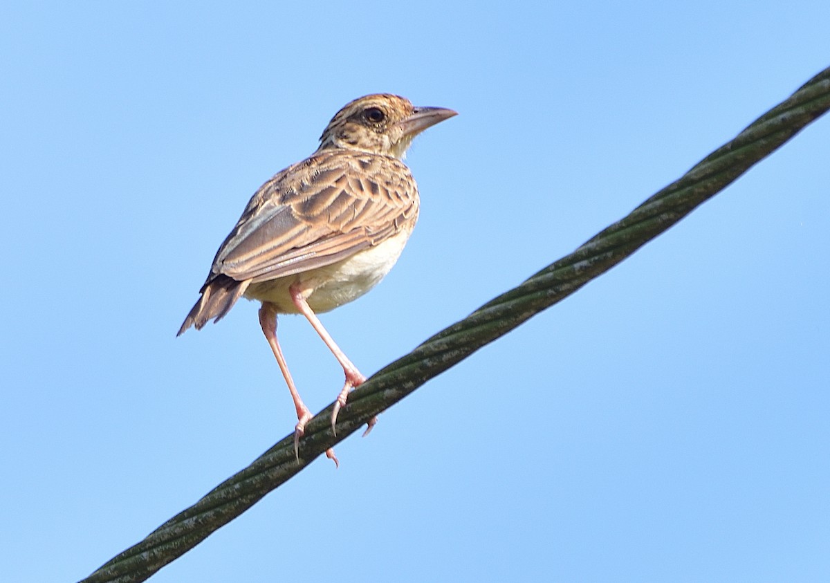 Jerdon's Bushlark - ML608318296