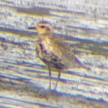 Pacific Golden-Plover - ML608318318