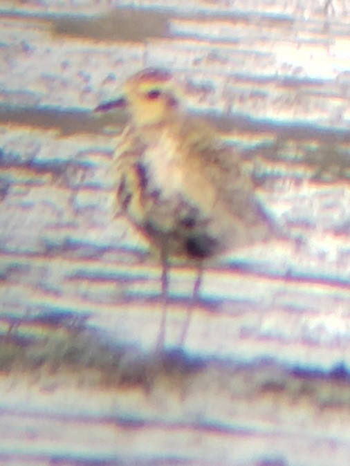 Pacific Golden-Plover - ML608318319