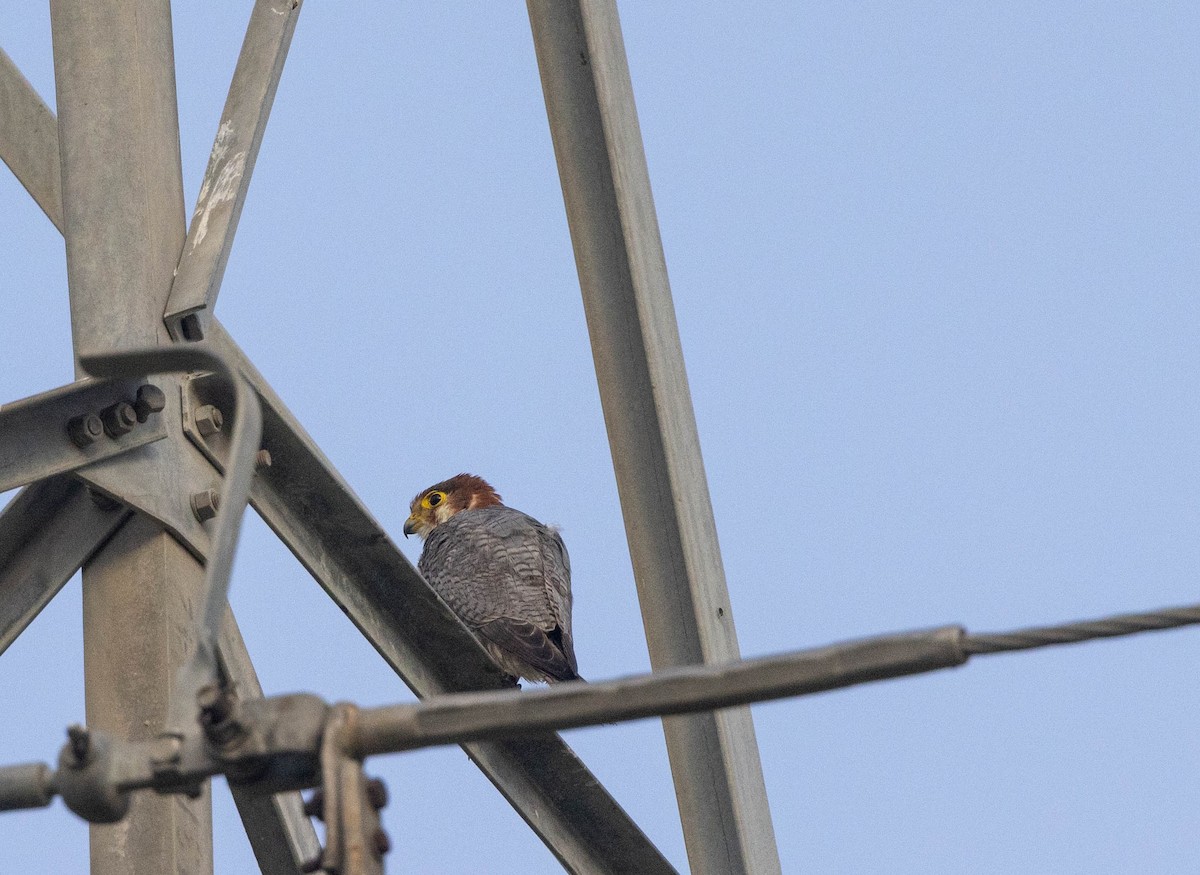 Red-necked Falcon - Jitendra Jha