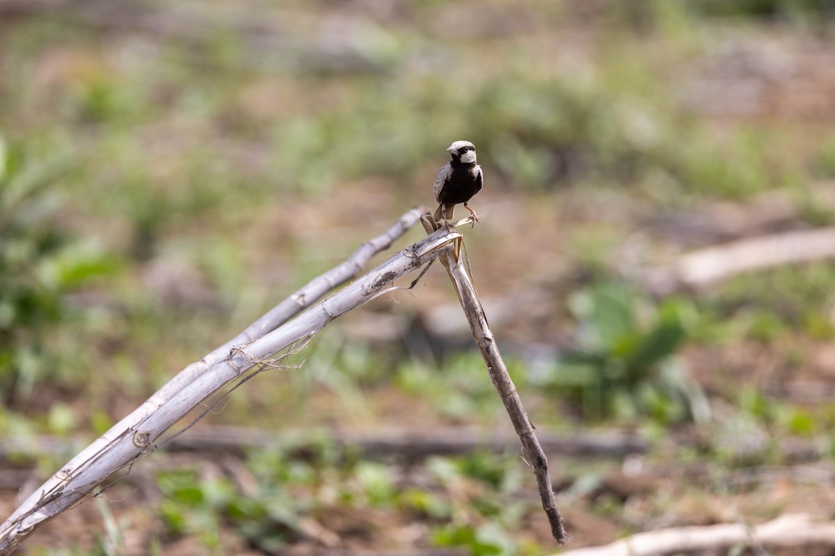 Ashy-crowned Sparrow-Lark - Jitendra Jha