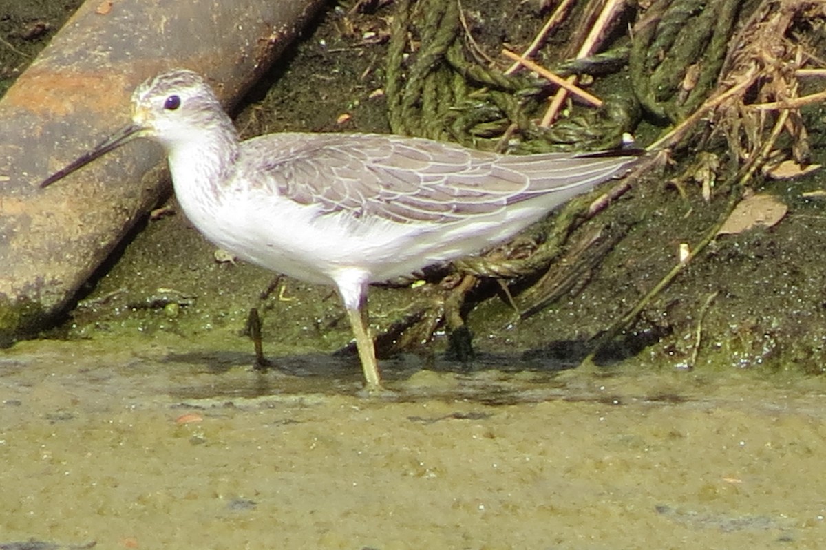 Common Greenshank - Niro Nobert