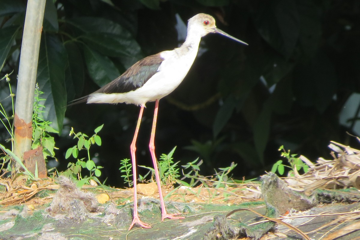 Black-winged Stilt - Niro Nobert