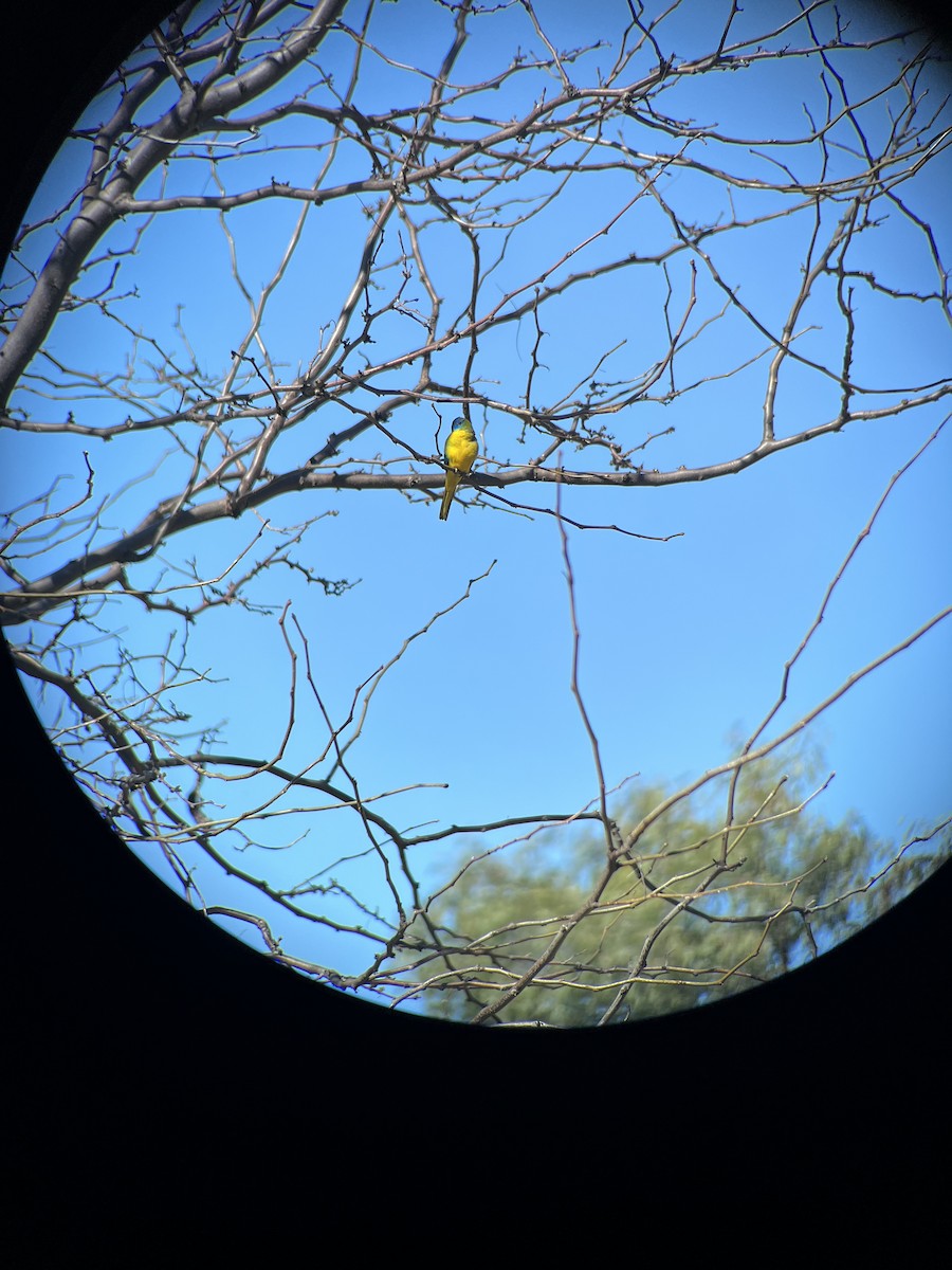 Turquoise Parrot - ML608318554