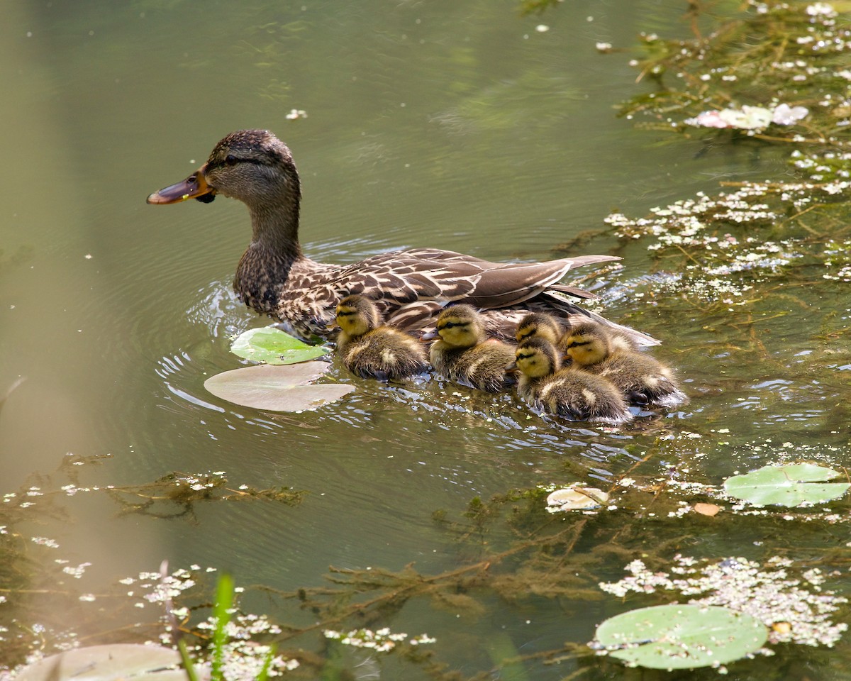 Mallard - Jon Cefus