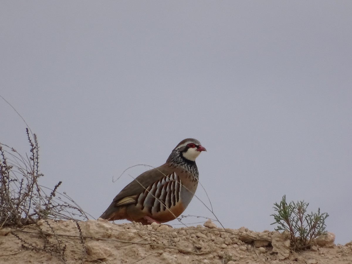 Red-legged Partridge - ML608318592